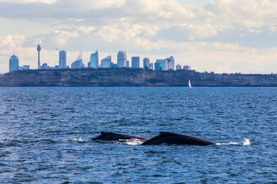 Sydney: Whale Watching & Hop On Hop Off Cruise Package - Day two and beyond: using the hop-on hop-off explorer pass