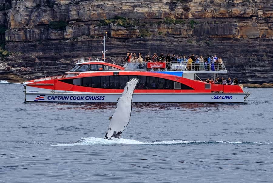 Sydney: Whale Watching & Hop On Hop Off Cruise Package - How to plan your two days without wasting time