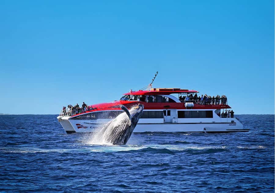 Sydney: Whale Watching & Hop On Hop Off Cruise Package - Humpback whales off Sydney: what you’re really looking for