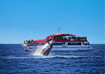 Sydney: Whale Watching & Wildlife Cruise - Getting on board at Circular Quay Wharf 6 (and how to make it smooth)