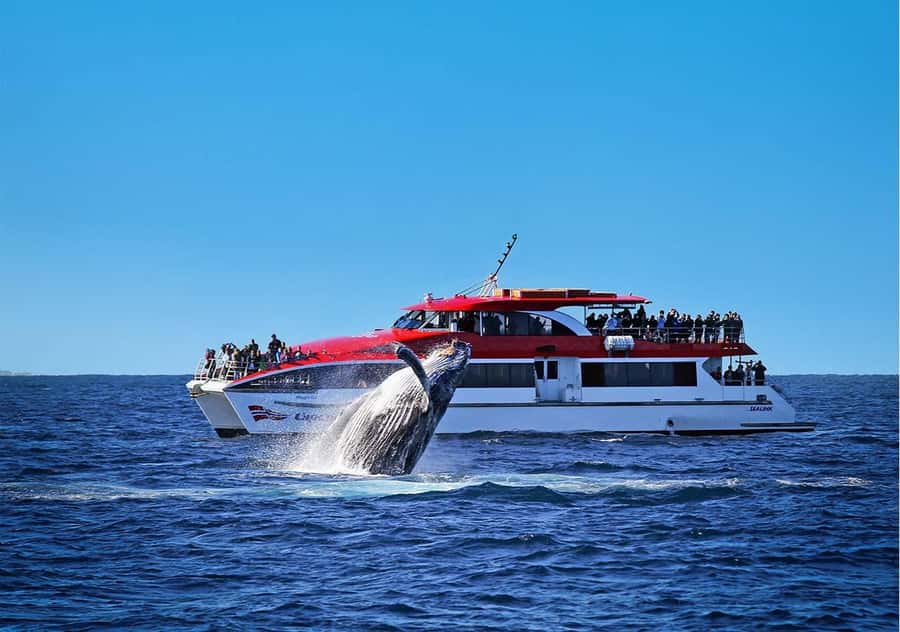 Sydney: Whale Watching & Wildlife Cruise - Getting on board at Circular Quay Wharf 6 (and how to make it smooth)