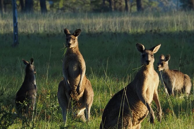 Sydney Wildlife Safari - From Circular Quay to Bowral: how the day starts