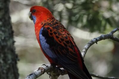Sydney Wildlife Safari - The private farmland-to-bushland approach (and what it means for you)