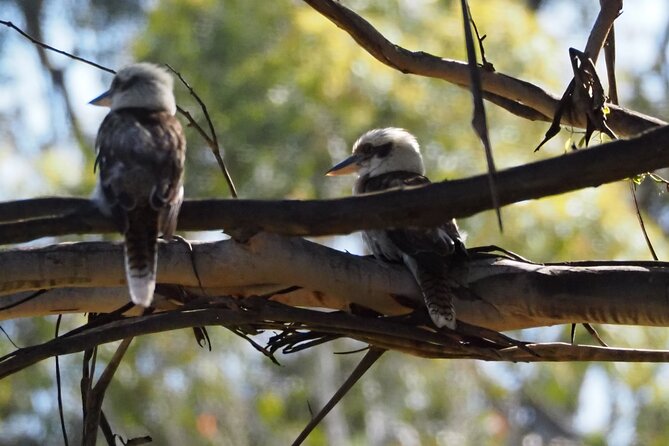 Sydney Wildlife Safari - Price and logistics: what $304.83 buys you