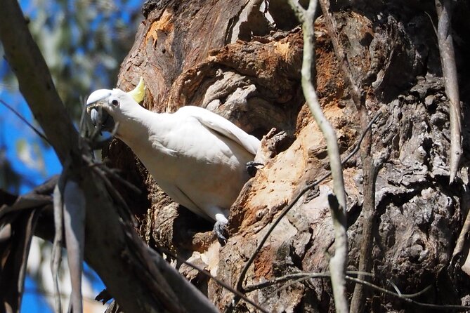 Sydney Wildlife Safari - Walking pace, shoes, and who should (and shouldn’t) go
