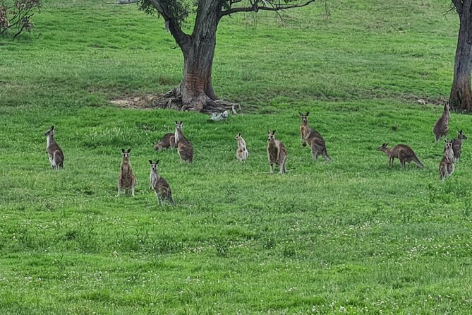 Sydney Wildlife Safari - How to maximize your odds (without stressing out)
