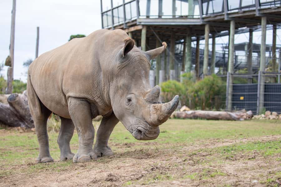 Sydney Zoo Admission Ticket - Key things to know before you go