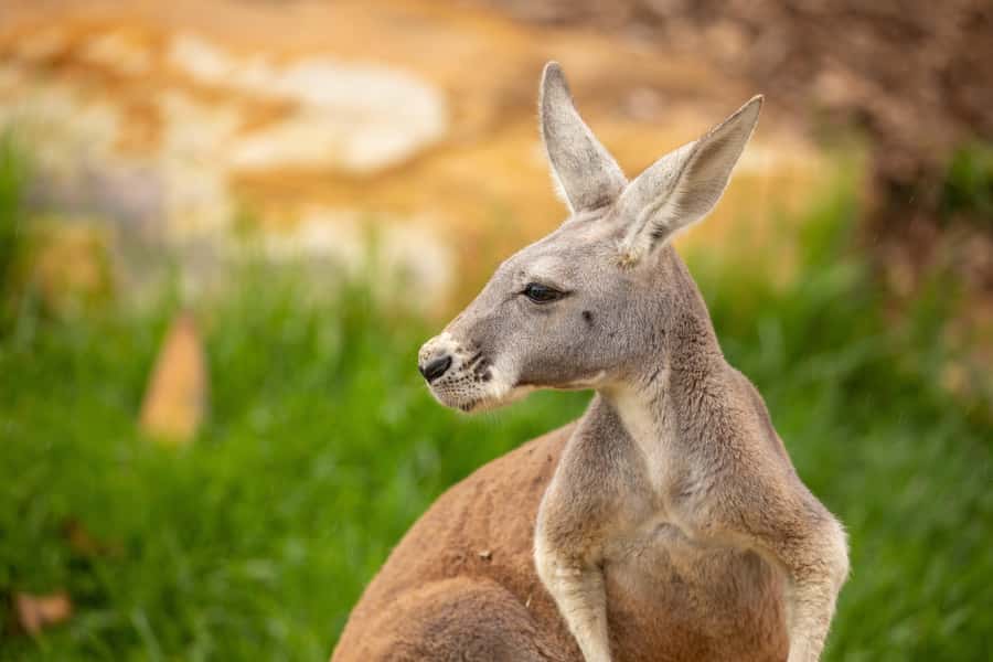 Sydney Zoo Admission Ticket - Eastern Creek arrival: flatter walking and easy access