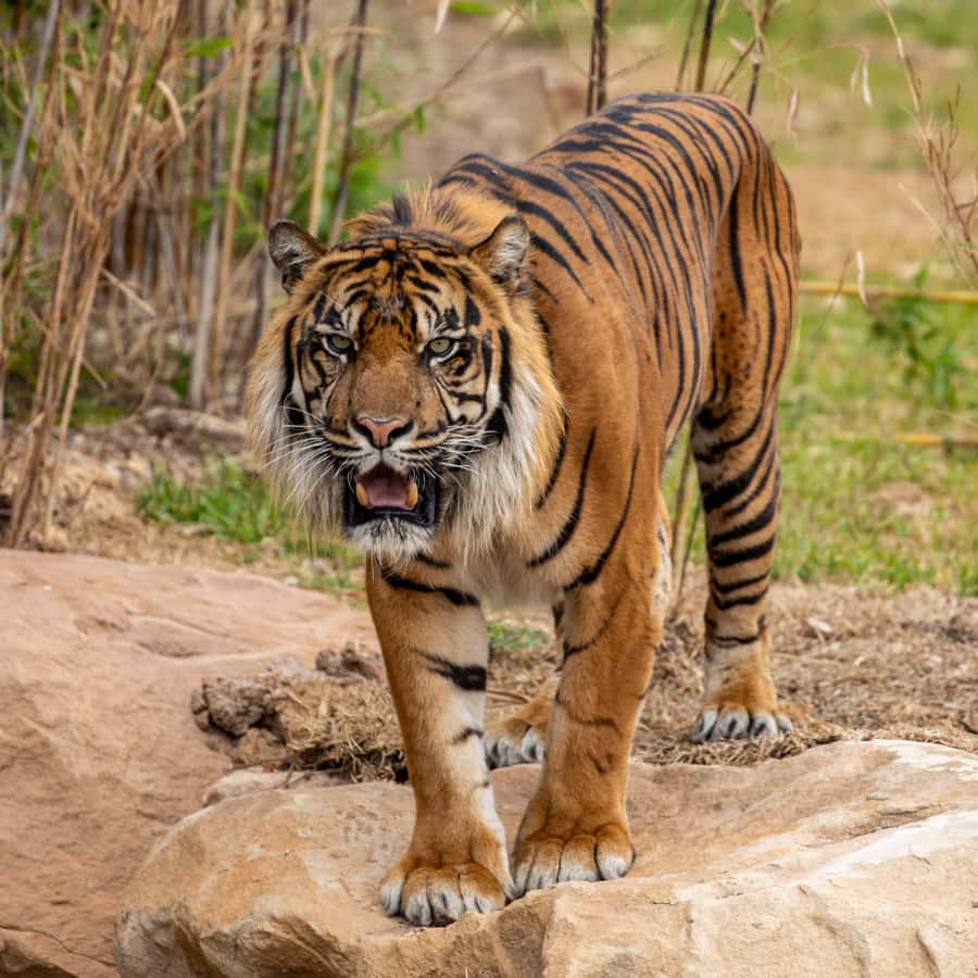 Sydney Zoo Admission Ticket - African Boardwalk: savannah-style mixed-species habitats