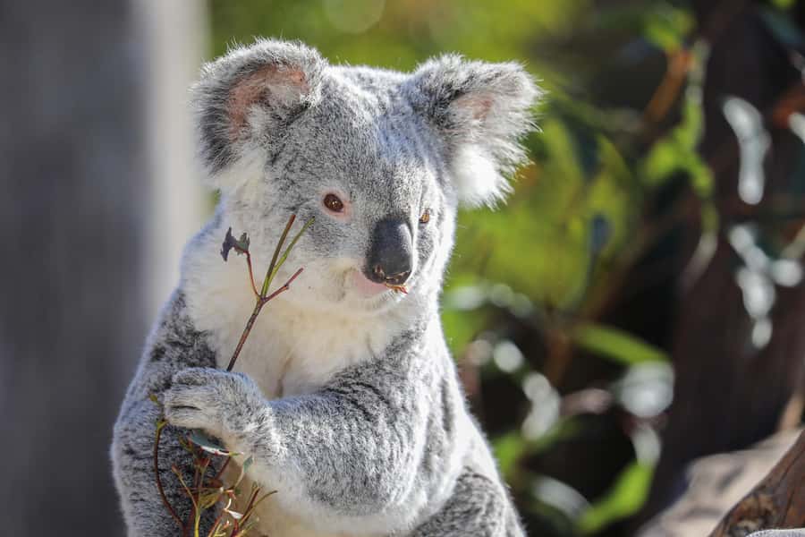 Sydney Zoo Admission Ticket - Zoo and aquarium in NSW: one ticket, two kinds of animal time
