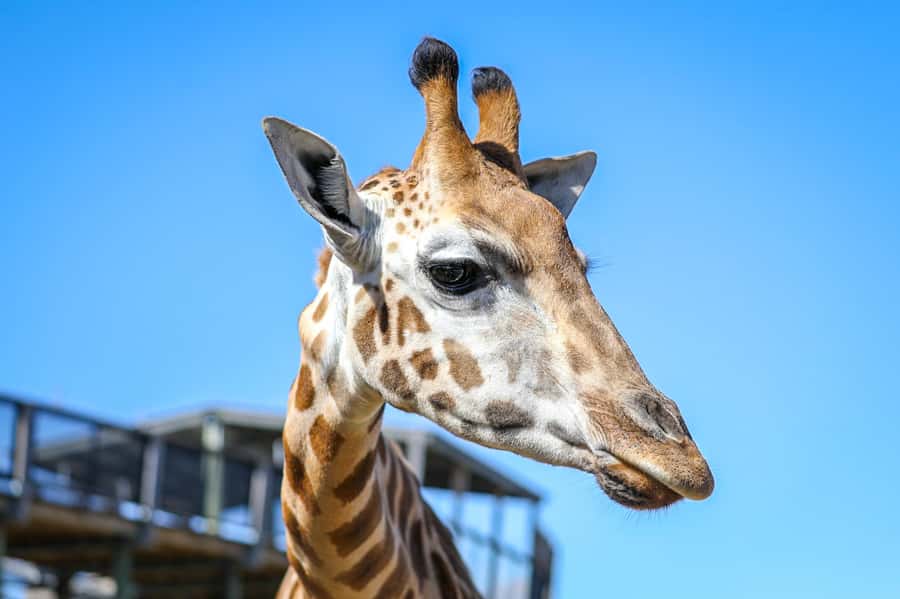 Sydney Zoo Admission Ticket - Price and value: is $38 for 1 day a fair deal?