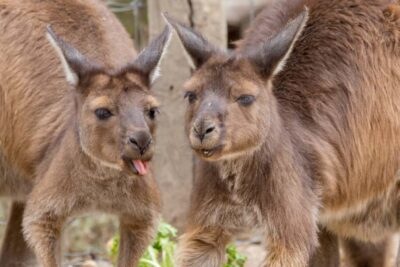Taronga Zoo Sydney Wild Australia Experience - Meeting point and how to arrive ready