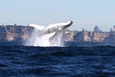 Taronga Zoo & Whale Watching Cruise Combo - Sydney Harbour - Taronga Zoo on the Harbour: How to Maximize Your Time