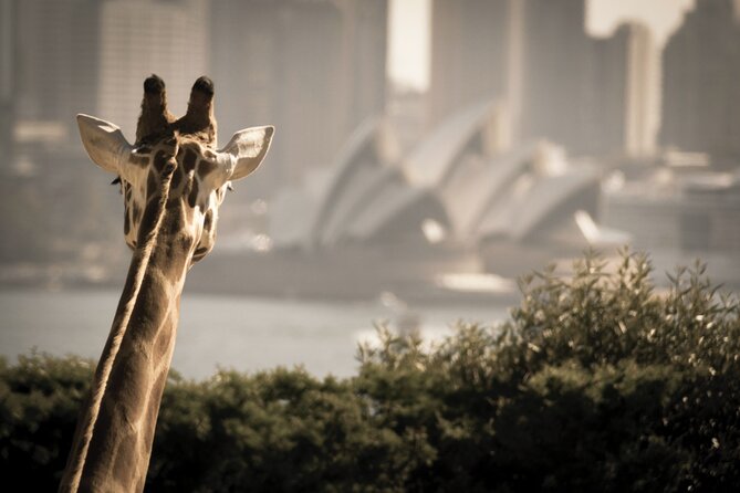 Taronga Zoo & Whale Watching Cruise Combo - Sydney Harbour - Who This One-Day Whale + Zoo Combo Fits Best