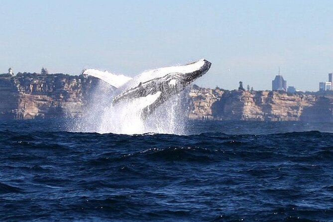 Taronga Zoo & Whale Watching Cruise Combo - Sydney Harbour - Taronga Zoo on the Harbour: How to Maximize Your Time