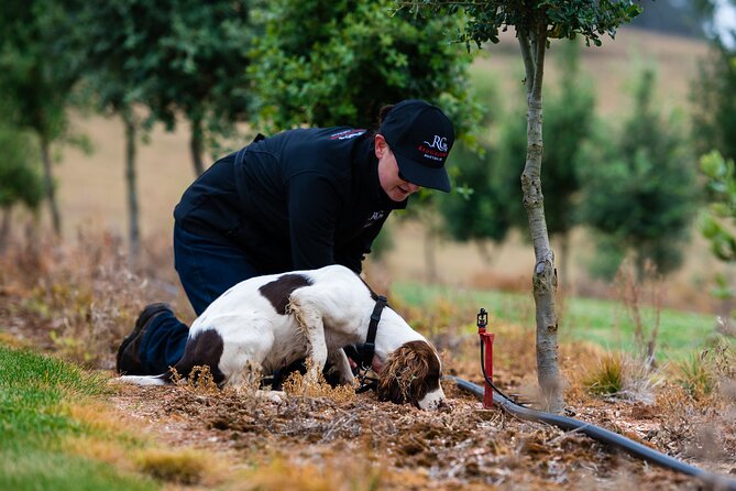 Truffle Hunt and Taste Experience in Oberon, NSW Australia - Key highlights at RedGround in Oberon