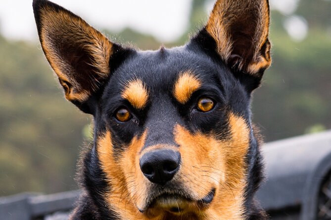 Truffle Hunt and Taste Experience in Oberon, NSW Australia - The hunt itself: truffle hunting with dogs, digging, and judging ripeness