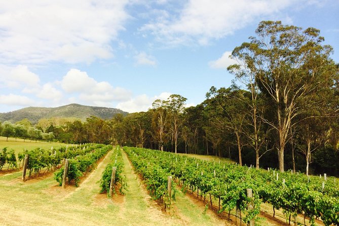 Tulloch Wines- Mystery Wine Tasting Experience with Local Cheese and Charcuterie - Alcohol, kombucha, and junior tastings: who can join