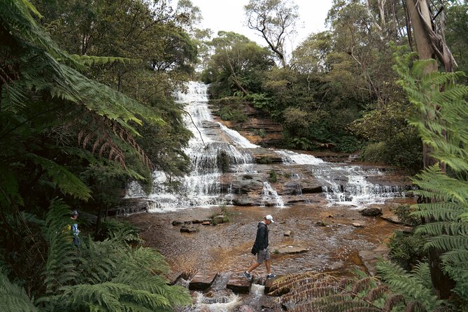 Ultimate All Inclusive Blue Mountains with Scenic World Tour - Sydney Zoo: close kangaroos, a free koala digital photo, and heat management