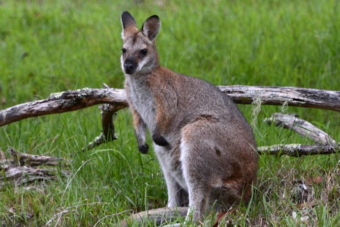 Ultimate Blue Mountains and Wildlife Tour - Leura lunch break: a flexible meal in a historical Blue Mountains town