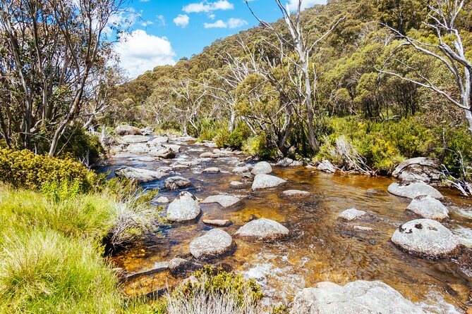 Ultimate Blue Mountains and Wildlife Tour - Who this tour fits best (and who might want a different plan)