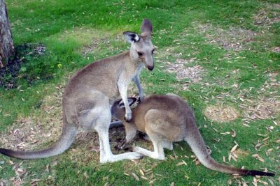Walking with Wild Kangaroos Private Half-Day Trip from Sydney - Where you go: outer Sydney or the Blue Mountains (and sometimes specific parks)