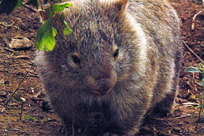 Walking with Wild Wombats Private Day Trip from Sydney - Key things I’d circle on this private wombat day