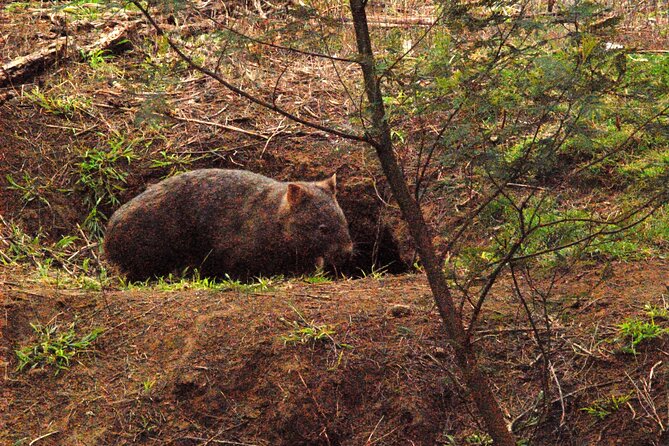Walking with Wild Wombats Private Day Trip from Sydney - Why this Sydney wombat day feels special (and not like a zoo stop)