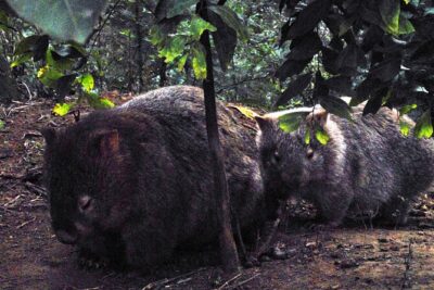 Walking with Wild Wombats Private Day Trip from Sydney - The rain-forest walk in NSW: 1 hour 15 minutes where you learn to look