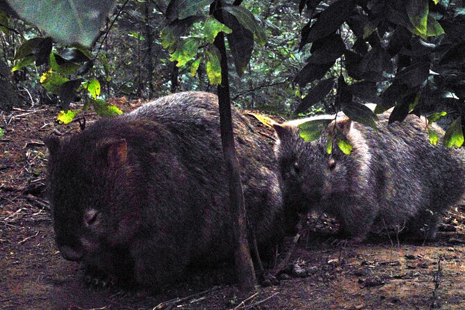 Walking with Wild Wombats Private Day Trip from Sydney - The rain-forest walk in NSW: 1 hour 15 minutes where you learn to look