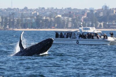 Whale Watching Boat Trip in Sydney - Harbour Bridge and Opera House views before you even find whales