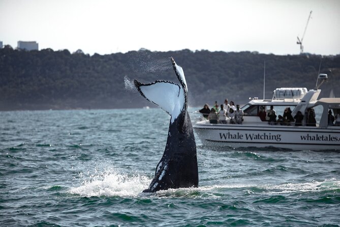 Whale Watching Boat Trip in Sydney - Dolphins and other sea moments: whales are the headline