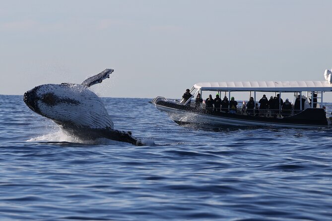 Whale Watching on Speed Boat with canopy from Sydney Harbour - Quick hits before you go