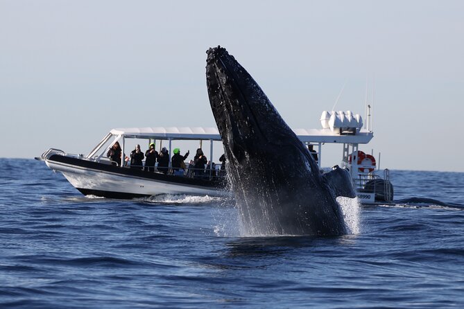 Whale Watching on Speed Boat with canopy from Sydney Harbour - Meeting at Campbell’s Cove: quick logistics that actually matter
