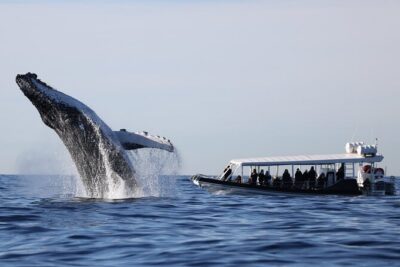 Whale Watching on Speed Boat with canopy from Sydney Harbour - The boat setup: canopy, closeness, and how to dress