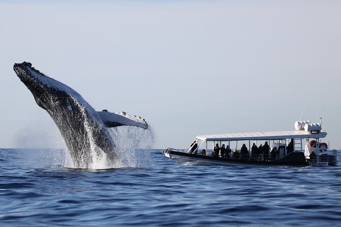 Whale Watching on Speed Boat with canopy from Sydney Harbour - The boat setup: canopy, closeness, and how to dress