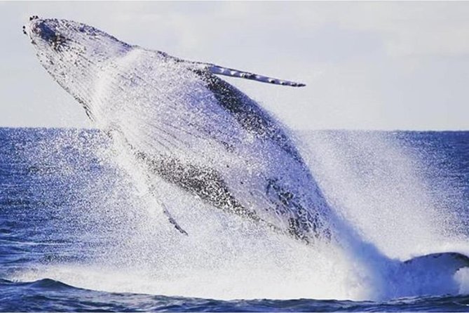Whale Watching Sailing Experience in Sydney - Why this sailing whale watch feels different than big-boat tours