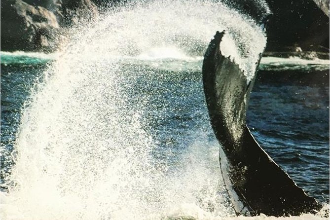 Whale Watching Sailing Experience in Sydney - Into the Tasman Sea: how the hunt for humpbacks usually plays out