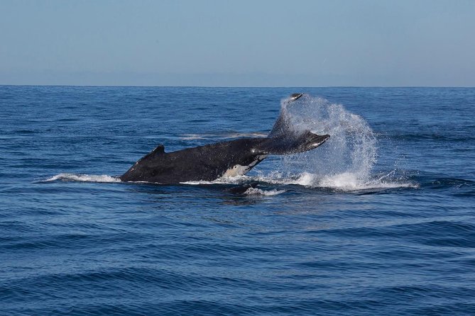 Whale Watching Sailing Experience in Sydney - Comfort and safety on the water: motion, weather, and distance rules