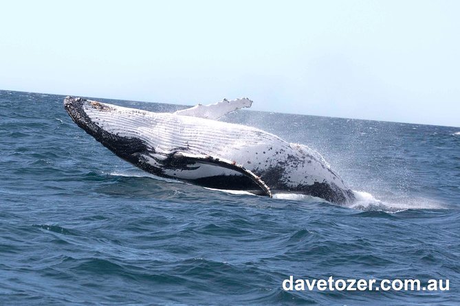 Whale Watching Sailing Experience in Sydney - Who this whale watching sailing trip suits (and who should think twice)