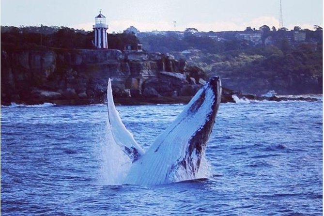 Whale Watching Sailing Experience in Sydney - Rose Bay meet-up: where the day starts and what to do with your time