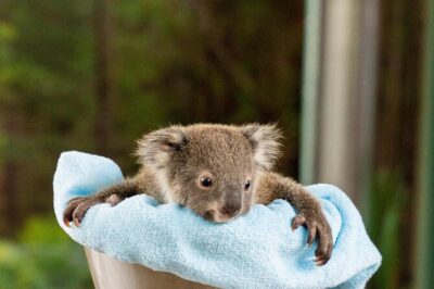 WILD LIFE Sydney Entrance Ticket - How Long It Really Takes (And How to Plan Around It)