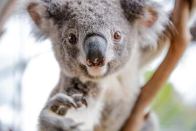 WILD LIFE Sydney Zoo - Nine habitat zones, one self-guided route through Australia