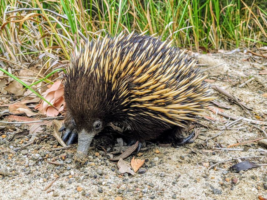 WILD Wombats and Kangaroo Experience, All Inclusive, Sydney - Budderoo National Park: short walks, big forest energy