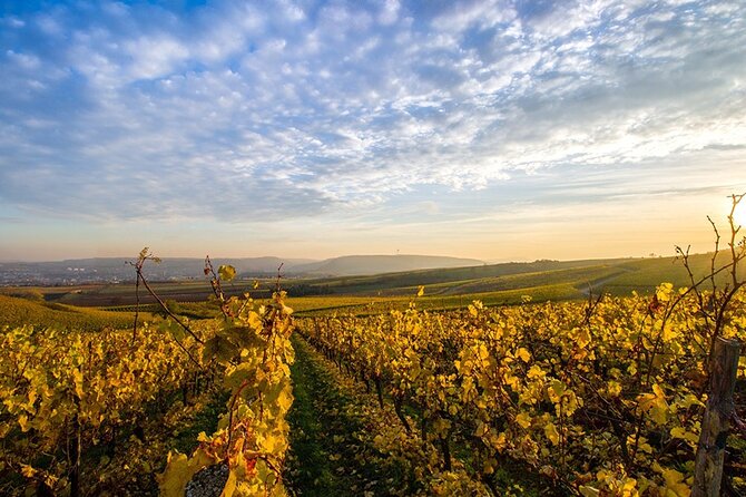 Wine Tours Sydney - Southern Highlands Day Escape, Full Day Wine Tasting Tour - Key highlights that matter in real life